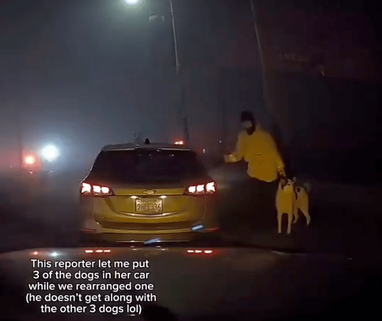 The Daring Rescue of Four Dogs and Their Owner in LA’s Devastating Wildfires